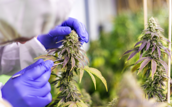 Somone working on a cannabis plant wearing gloves