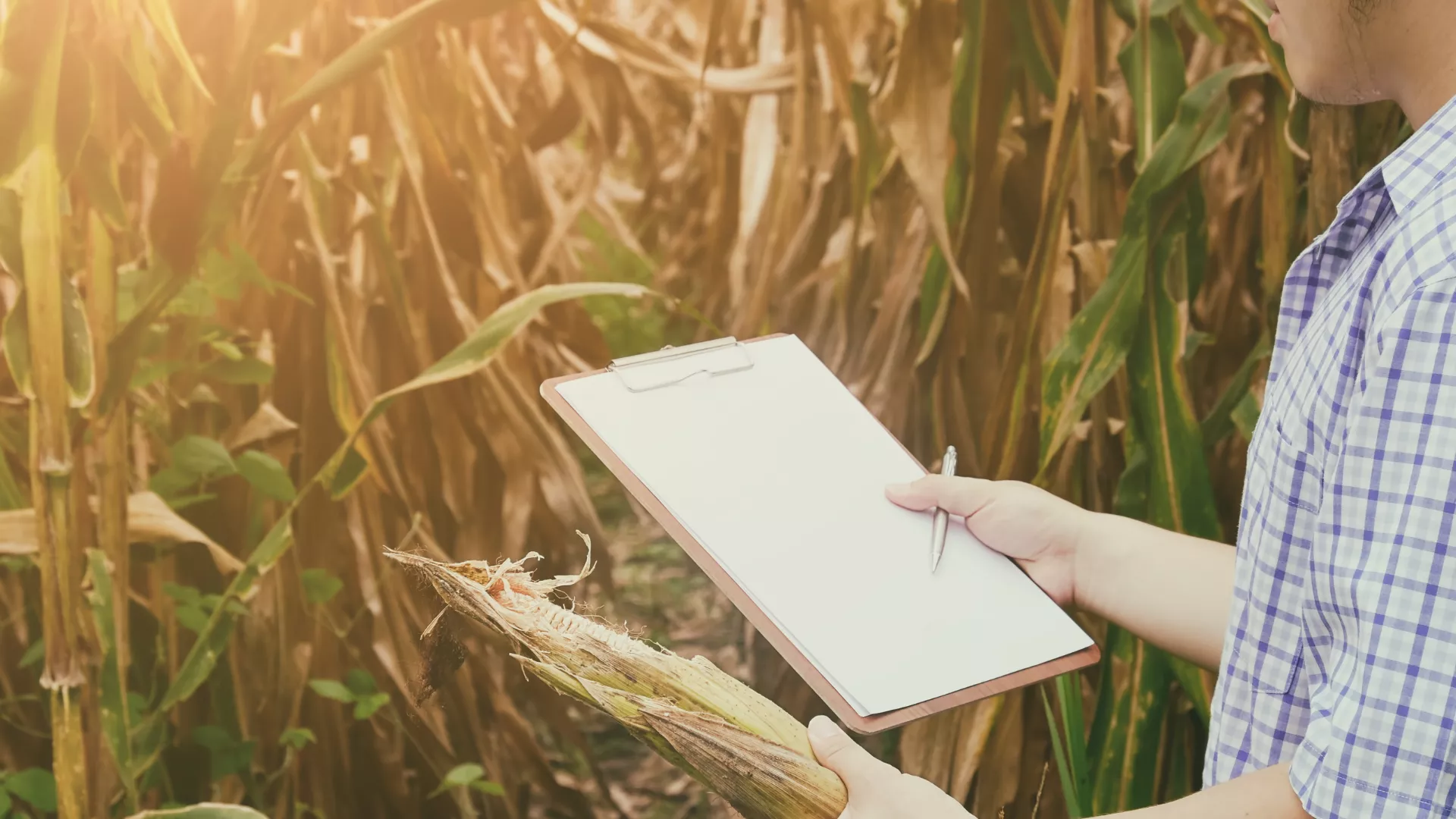 Researcher in cornfield collecting data